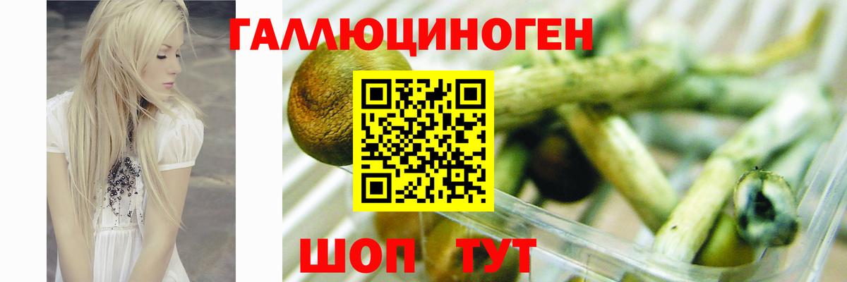 закладки  Вход с VPN  Псилоцибиновые грибы Psilocybine cubensis  Алейск  Галлюциногенные грибы Cubensis 
